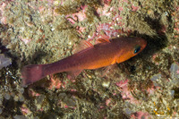 Apogon guadalupensis (Guadalupe Cardinalfish)