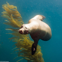 Zalophus californianus (California Sea Lion)