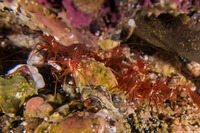 Lysmata californica (Red Rock Shrimp)