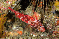 Scorpaenodes xyris (Rainbow Scorpionfish)