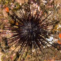 Centrostephanus coronatus (Crowned Urchin)