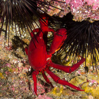 Taliepus nuttallii (Southern Kelp Crab)