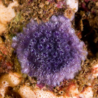 Disporella sp.1 (Purple Bryozoan)
