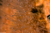 Schuchertinia milleri (Hedgehog Hydroid)