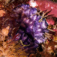 Disporella sp.1 (Purple Bryozoan)