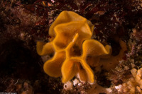 Primavelans insculpta (Fluted Bryozoan)
