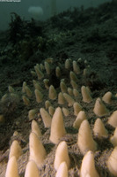 Polymastia pachymastia (Aggregated Nipple Sponge)