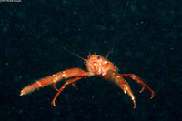 Pleuroncodes planipes (Pelagic Red Crab)