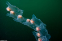 Thetys vagina (Pelagic Tunicate)