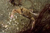 Achelous xantusii (Xantus' Swimming Crab)