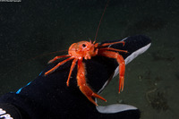 Pleuroncodes planipes (Pelagic Red Crab)