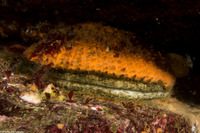 Crassedoma gigantea (Rock Scallop)