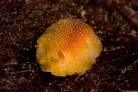Doriopsilla fulva (White-Speckled Dorid)