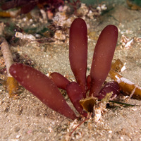 Botryocladia pseudodichotoma (Red Sea Grapes)