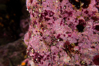 Order Corallinales (Encrusting Coralline Algae)