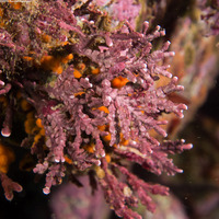 Calliarthron sp.1 (Articulated Coralline Algae)
