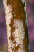 Celleporella hyalina (Celleporella Hyalina)