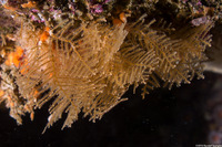 Abietinaria sp.1 (Sea Fir)