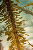 Egregia menziesii (Feather Boa Kelp)