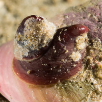 Crepidula adunca (Slipper Snail)