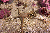 Ophioplocus esmarki (Smooth Brittle Star)
