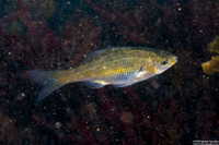 Micrometrus aurora (Reef Perch)