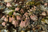 Tetraclita rubescens (Pink Acorn Barnacle)