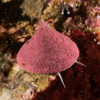 Acmaea mitra (Whitecap Limpet)