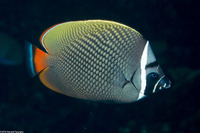 Chaetodon collare (White Collar Butterflyfish)