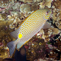 Siganus guttatus (Golden Rabbitfish)
