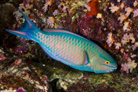 Scarus caudofasciatus (Bartail Parrotfish)