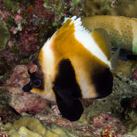 Heniochus pleurotaenia (Phantom Butterflyfish)