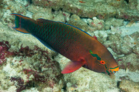 Scarus niger (Dusky Parrotfish)