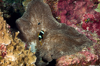 Stichodactyla mertensii (Merten's Carpet Anemone)