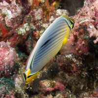 Chaetodon trifasciatus (Indian Redfin Butterflyfish)