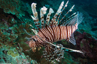 Pterois miles (Indian Lionfish)