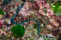Laticauda colubrina (Banded Sea Krait)