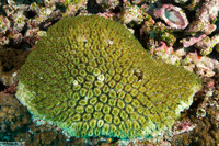 Galaxea fascicularis (Galaxy Coral)