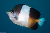 Hemitaurichthys zoster (Black Pyramid Butterflyfish)