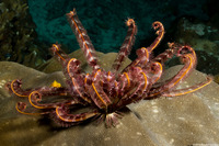 Stephanometra indica (Indian Feather Star)