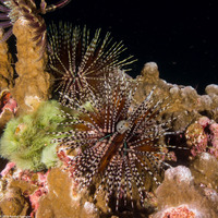 Echinothrix calamaris (Double-Spined Urchin)