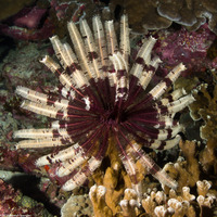 Stephanometra indica (Indian Feather Star)