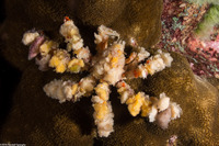 Camposcia retusa (Blunt Decorator Crab)