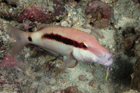 Parupeneus macronemus (Longbarbel Goatfish)