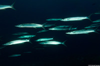 Sphyraena qenie (Blackfin Barracuda)