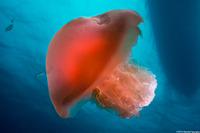 Crambione mastigophora (Rhizostome Jellyfish)