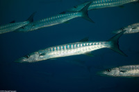 Sphyraena qenie (Blackfin Barracuda)