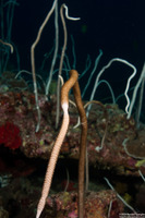 Junceella fragilis (Whip Coral)