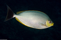 Siganus javus (Java Rabbitfish)