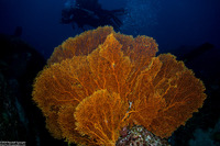 Annella mollis (Giant Sea Fan)